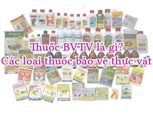 Thuốc BVTV là gì? Các loại thuốc bảo vệ thực vật